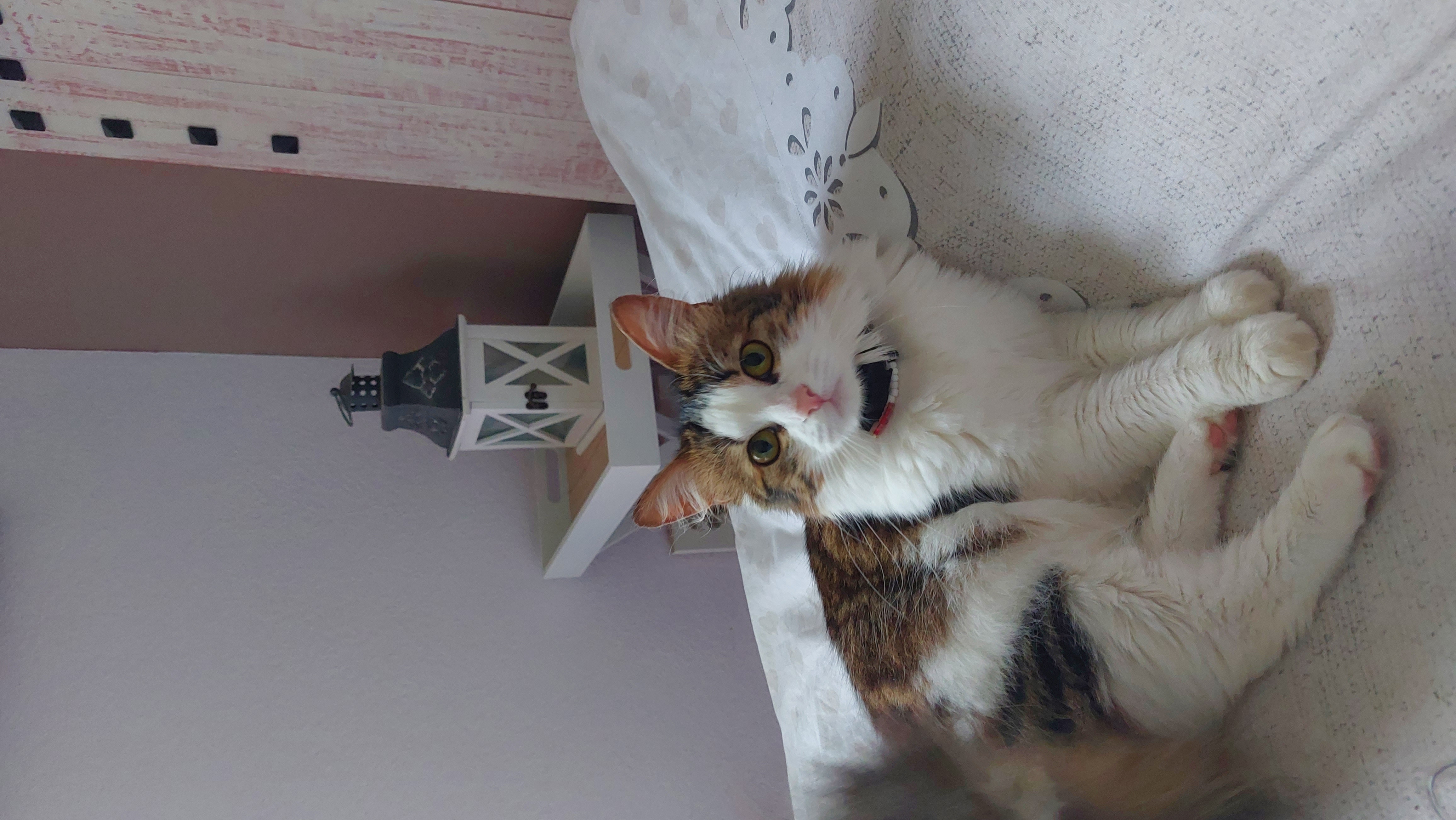 Service garde animaux 60 entre particuliers