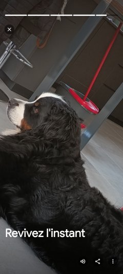 Service : chien