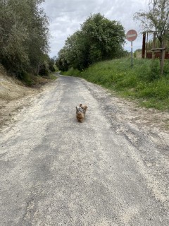 Service : promeneur chien Service : promeneur chien