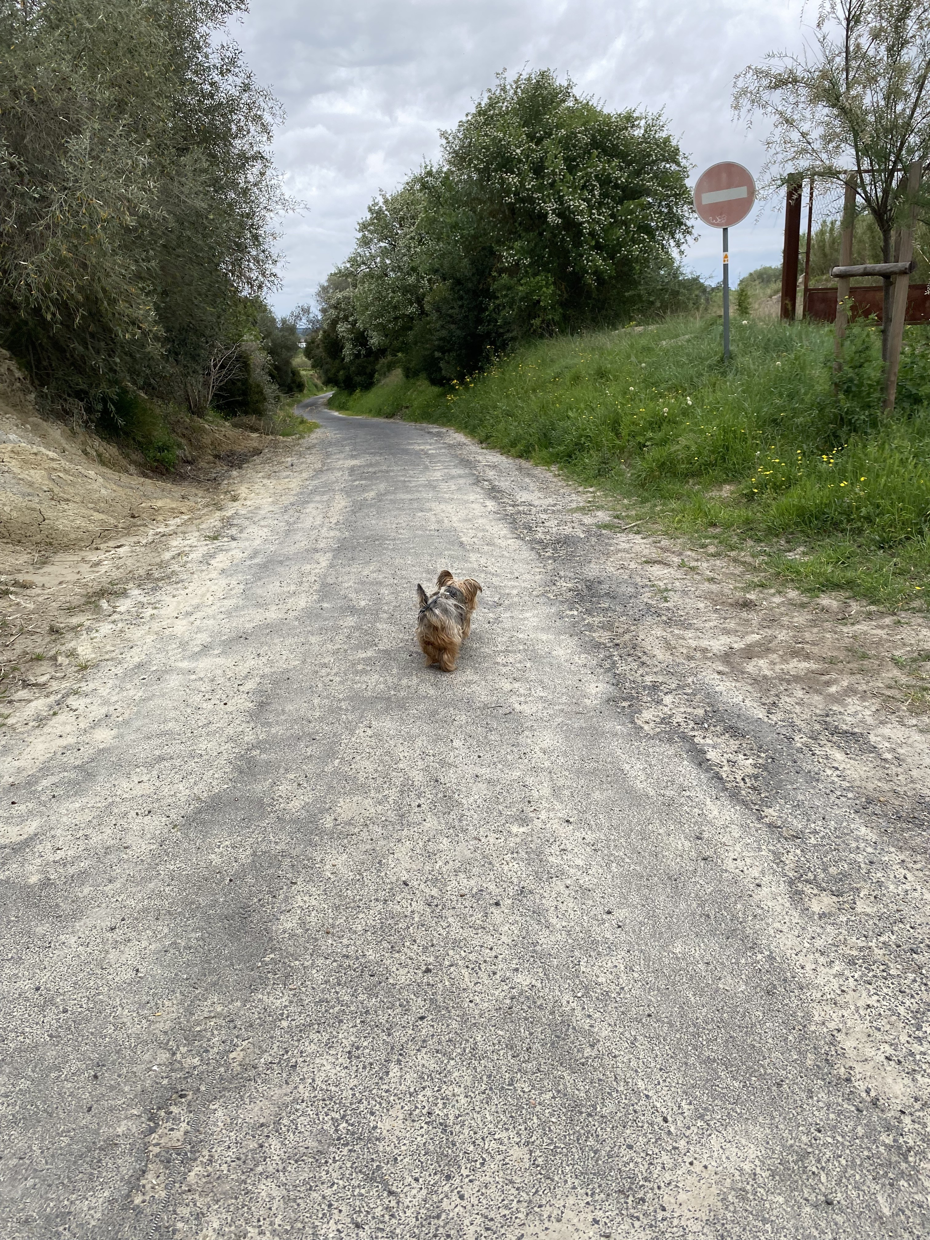 Service promeneur chien 34 entre particuliers