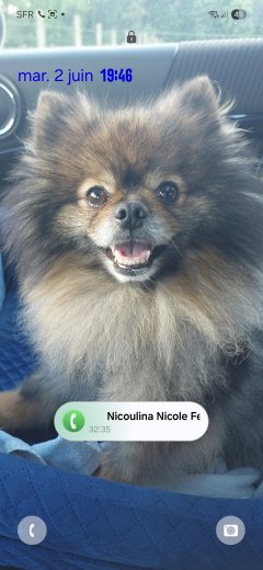 Service : chien Service : chien