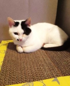 Service : garde animaux