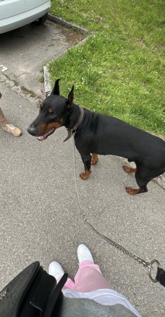 Service : promeneur chien