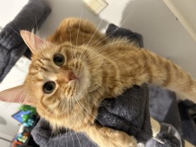 Service : garde animaux