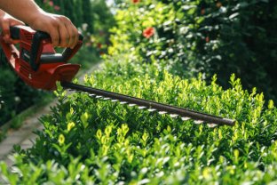 Service : tonte de pelouse