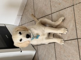 Service : garde animaux Service : garde animaux