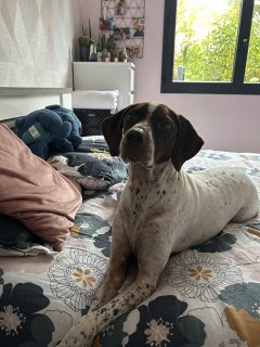 Service : garde animaux