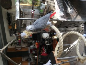 Service : garde lapin