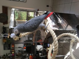 Service : oiseaux Service : oiseaux