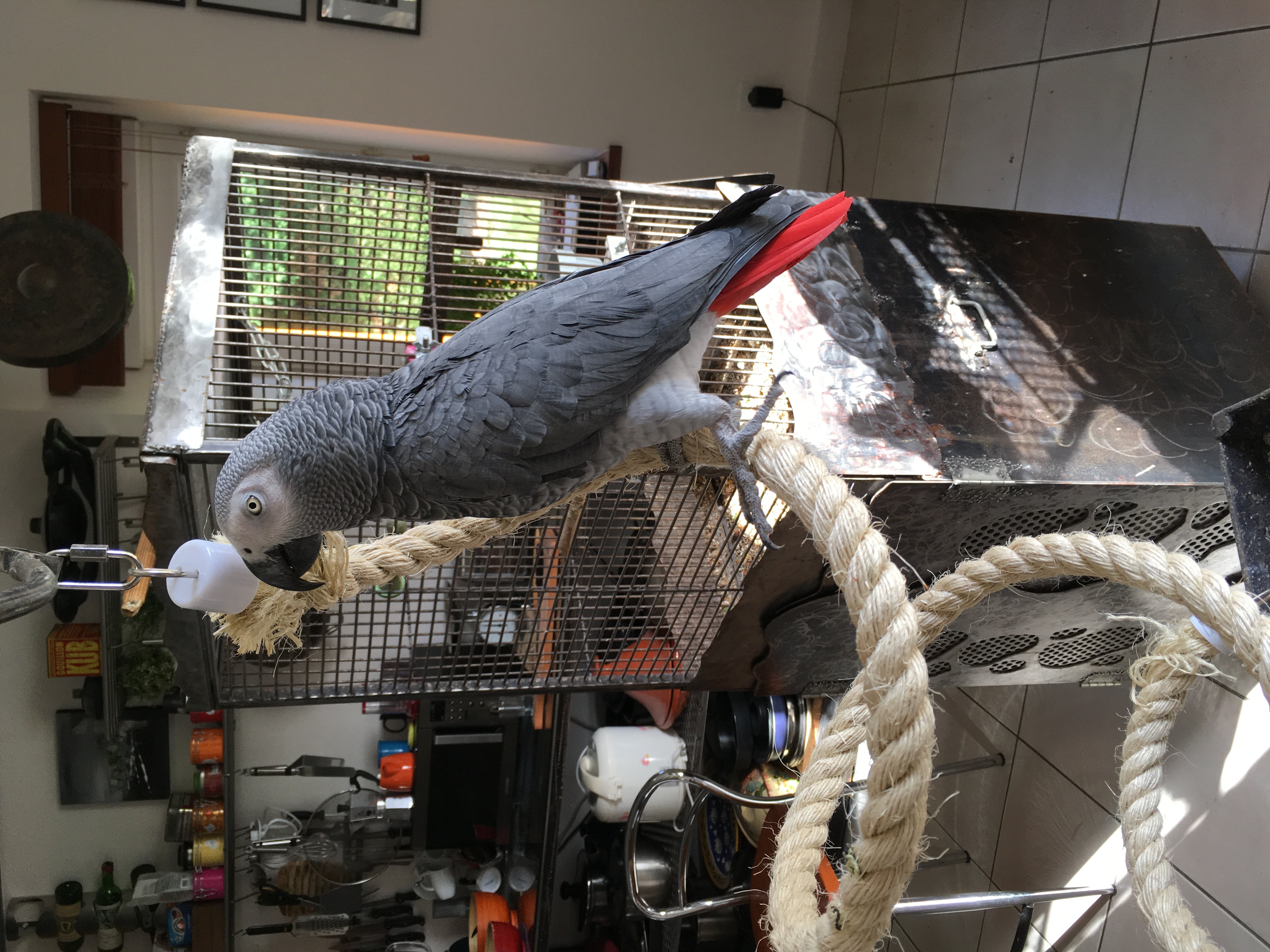 Service oiseaux 35 entre particuliers