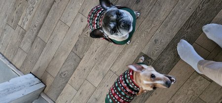Service : garde animaux