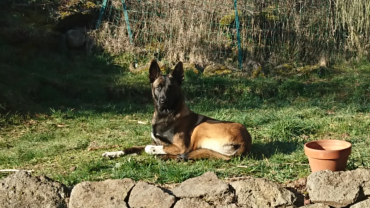 Service : chien Service : chien