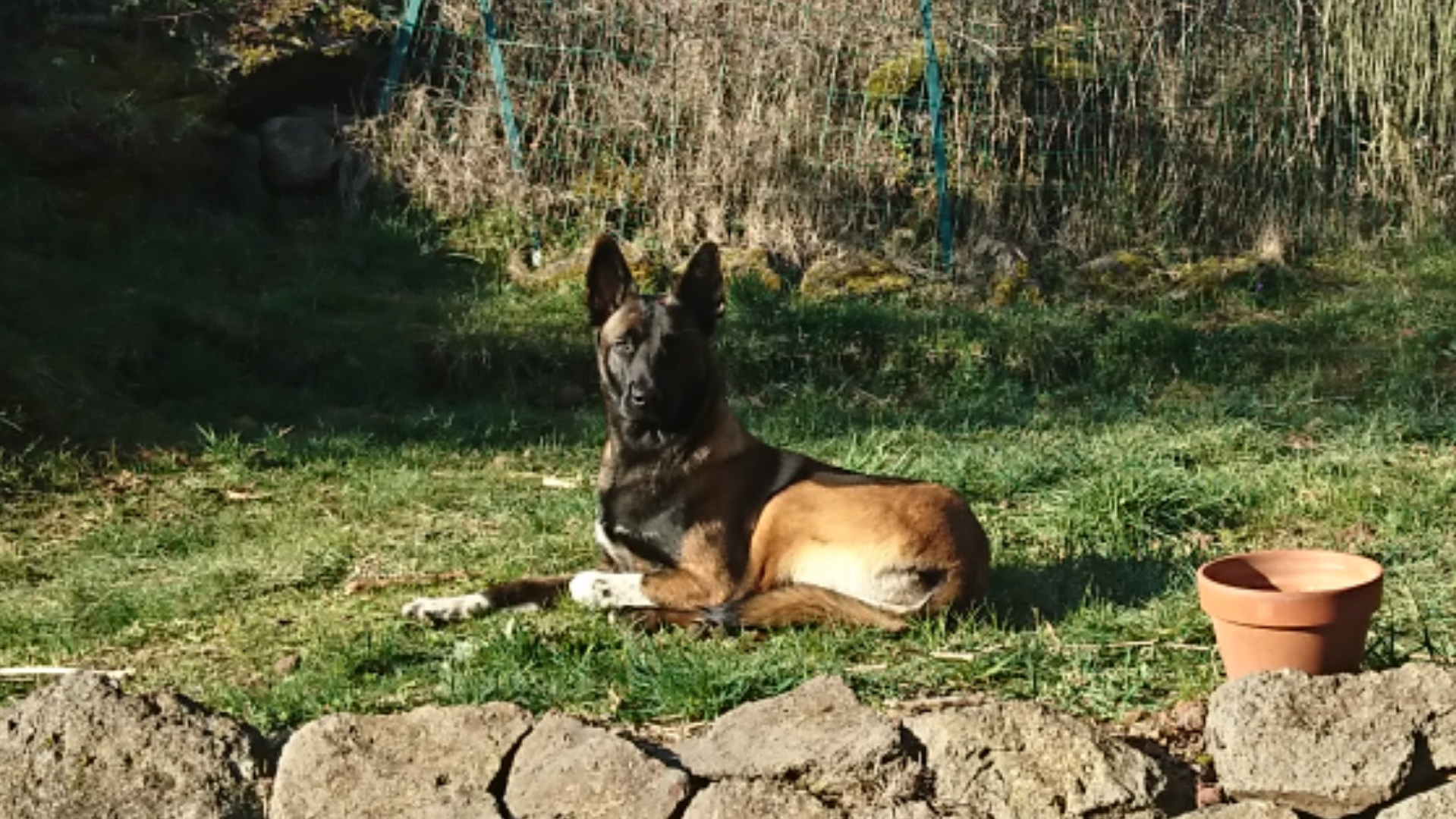 Service chien 43 entre particuliers