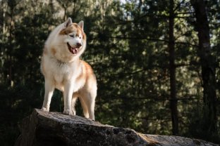 Service : garde animaux
