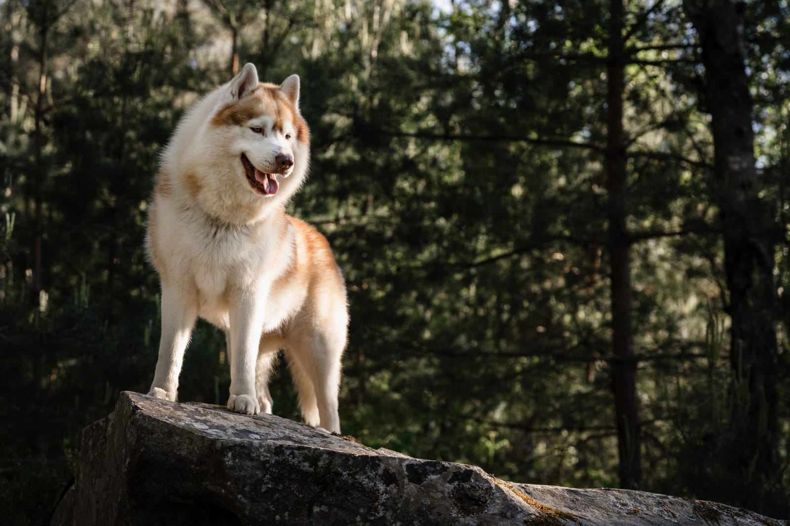 Service garde animaux 74 entre particuliers
