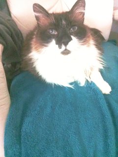 Service : garde animaux