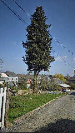 Service : taille de haies