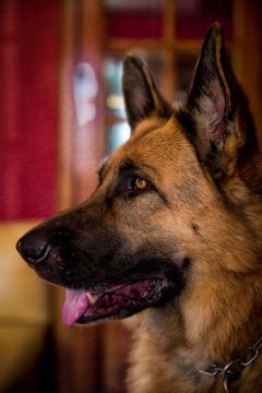 Service : chien Service : chien