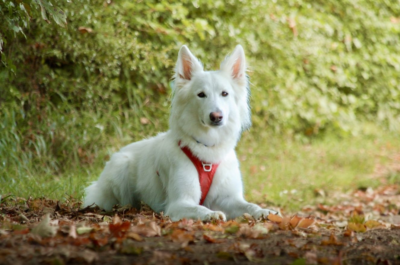 Service promeneur chien 17 entre particuliers