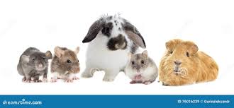 Service rongeur 77 entre particuliers