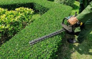 Service : entretien jardin