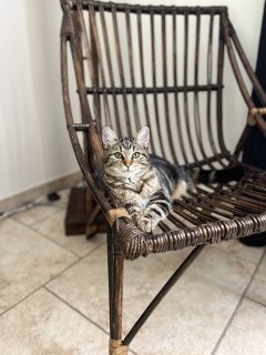 Service : garde animaux