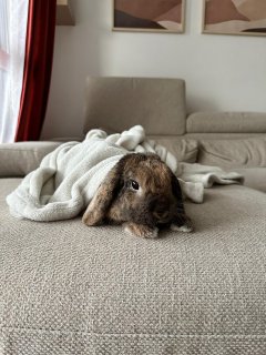 Service : garde lapin