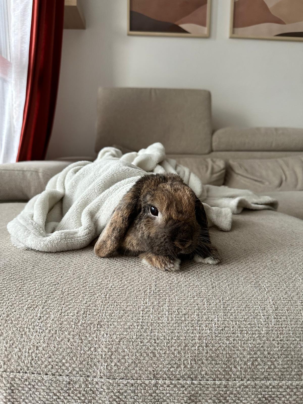 Service garde lapin 31 entre particuliers