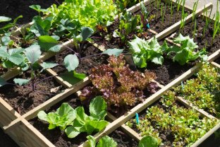 Location : jardin potager