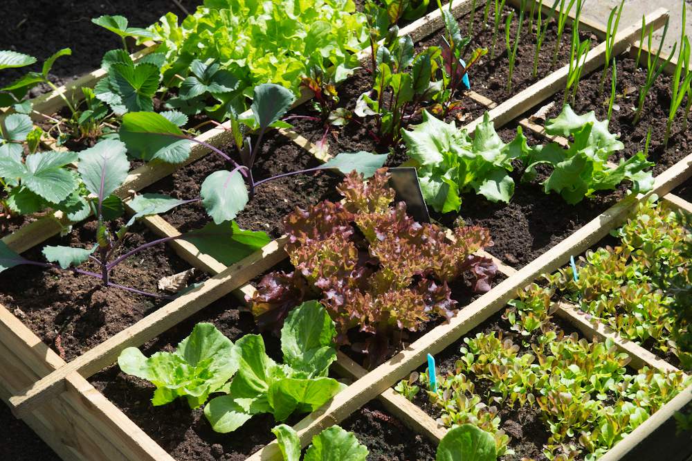 Location jardin potager 51 entre particuliers