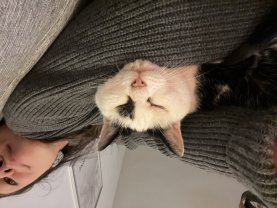 Service : chat