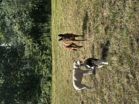 Service : garde animaux