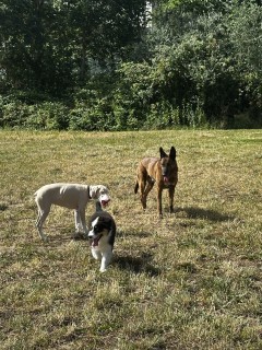 Service : garde animaux Service : garde animaux