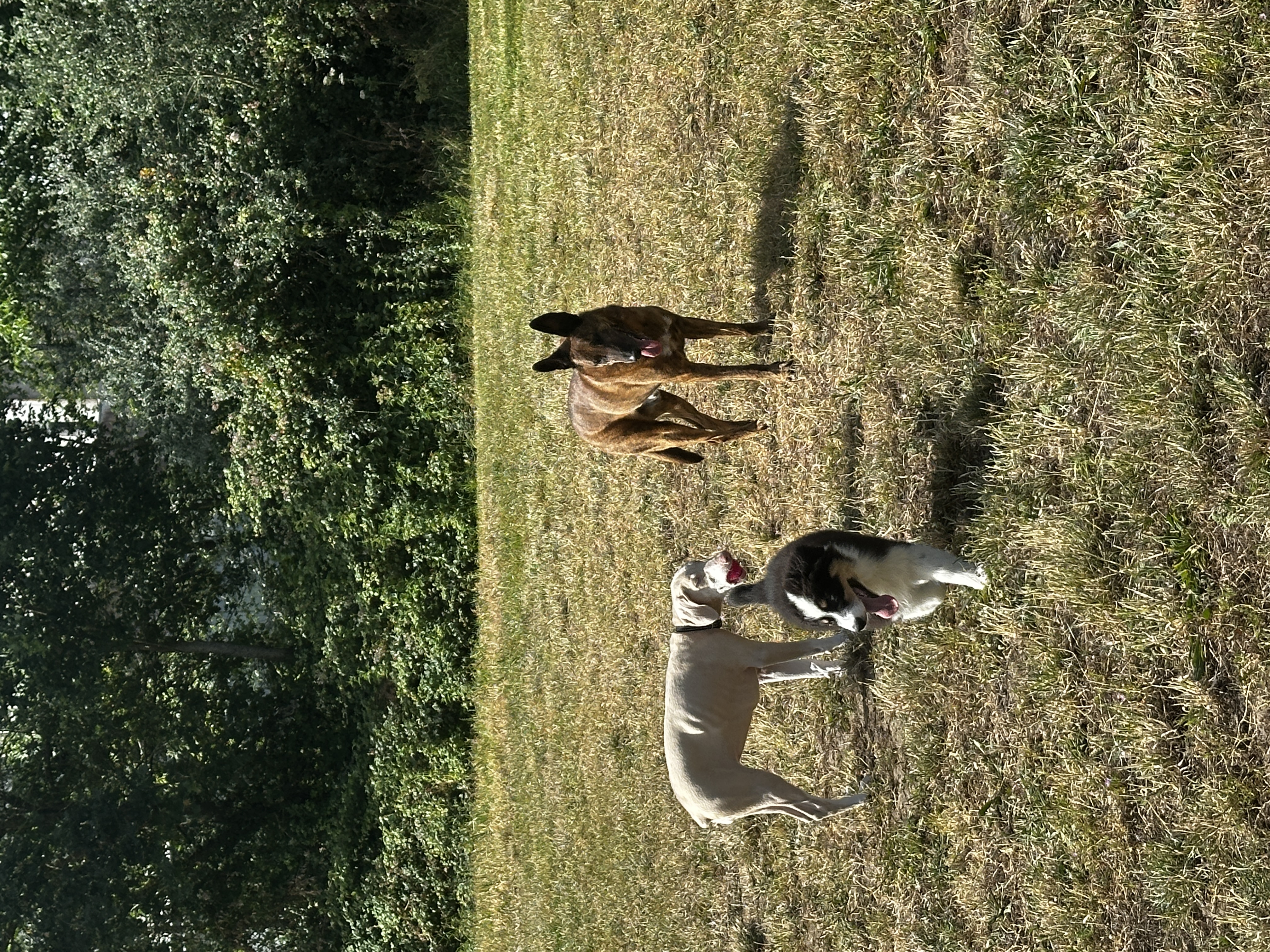 Service garde animaux 44 entre particuliers