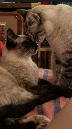 Service : chat Service : chat