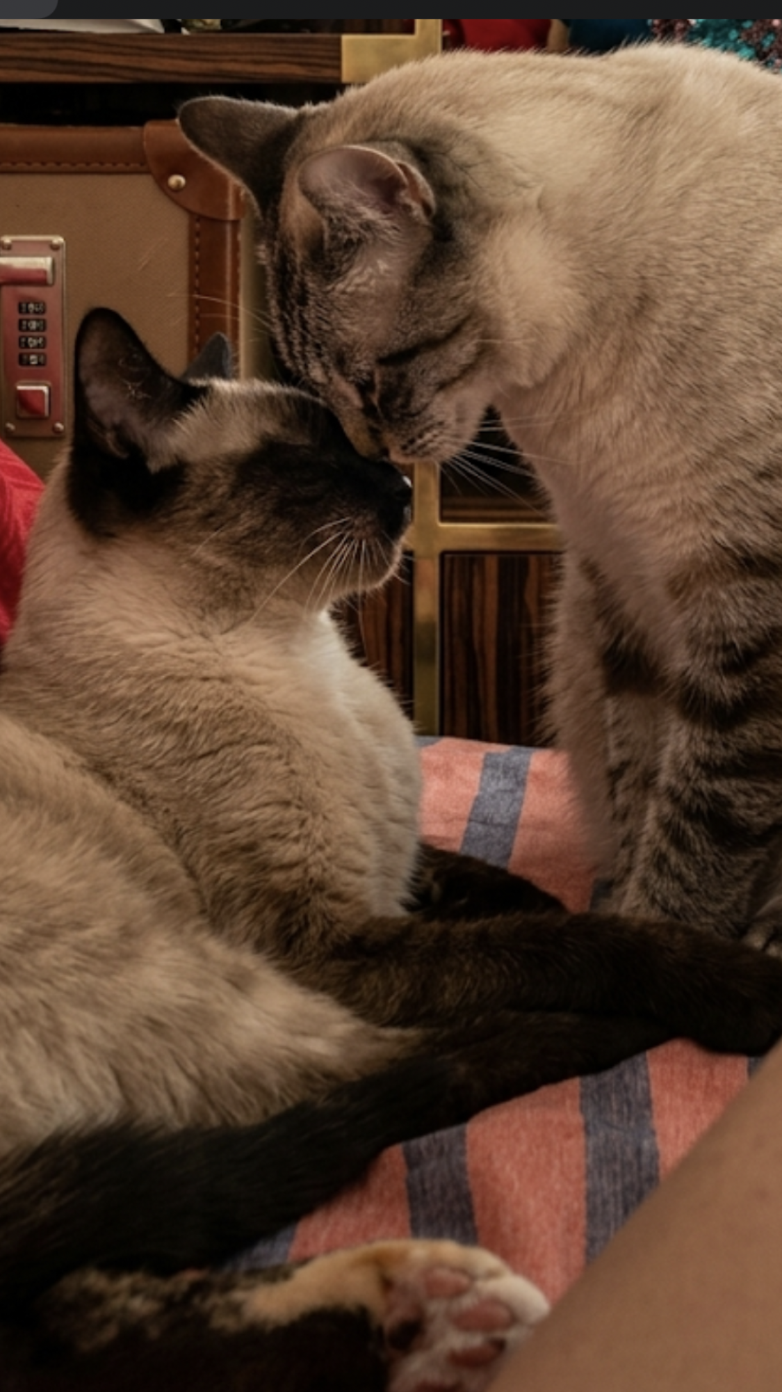 Service chat 92 entre particuliers