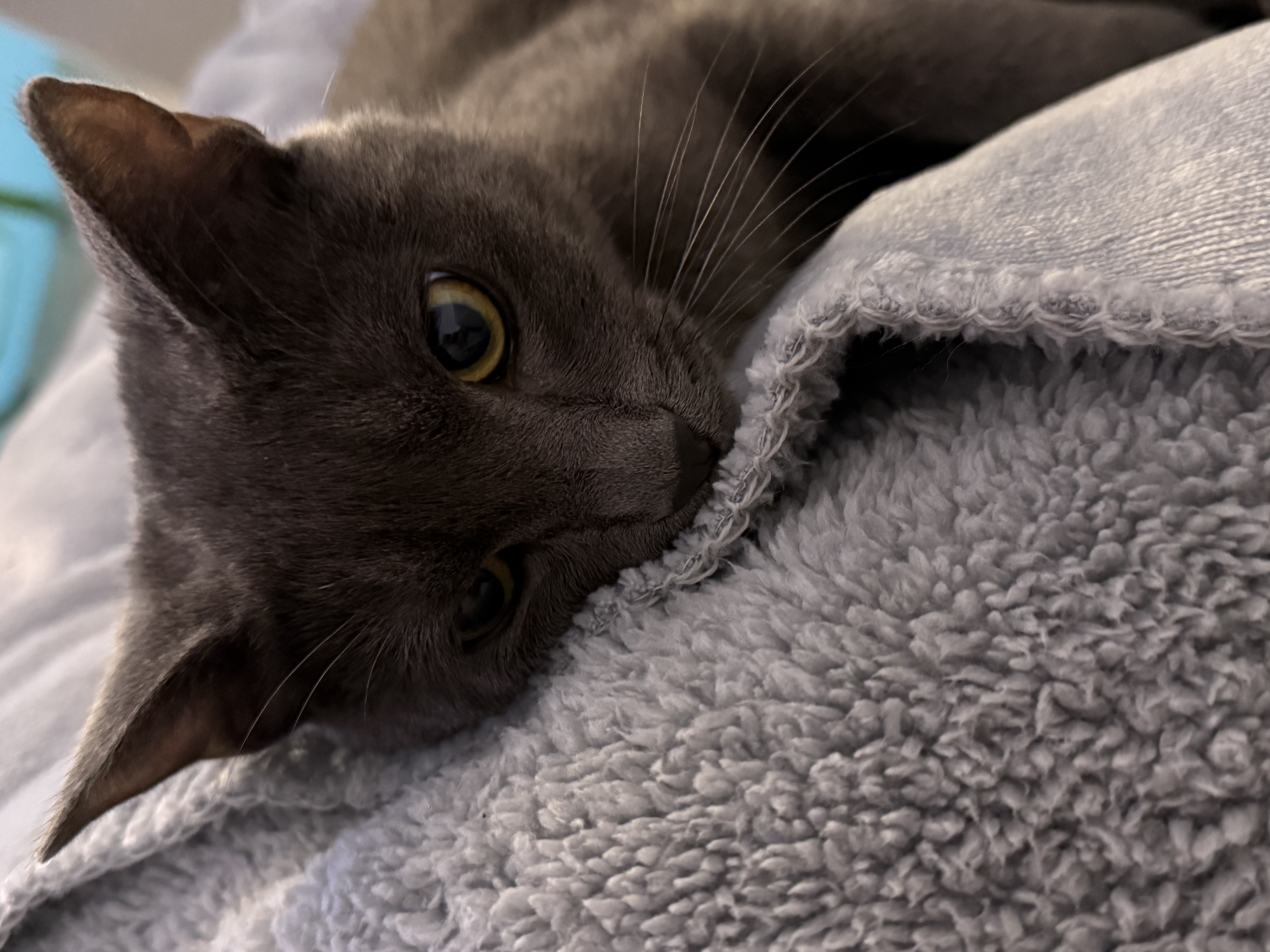 Service garde animaux 77 entre particuliers