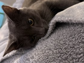 Service : garde animaux