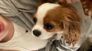 Service : promeneur chien
