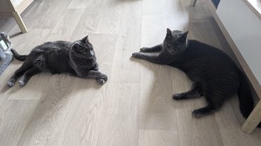 Service : chat
