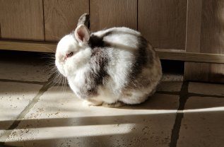 Service : garde lapin