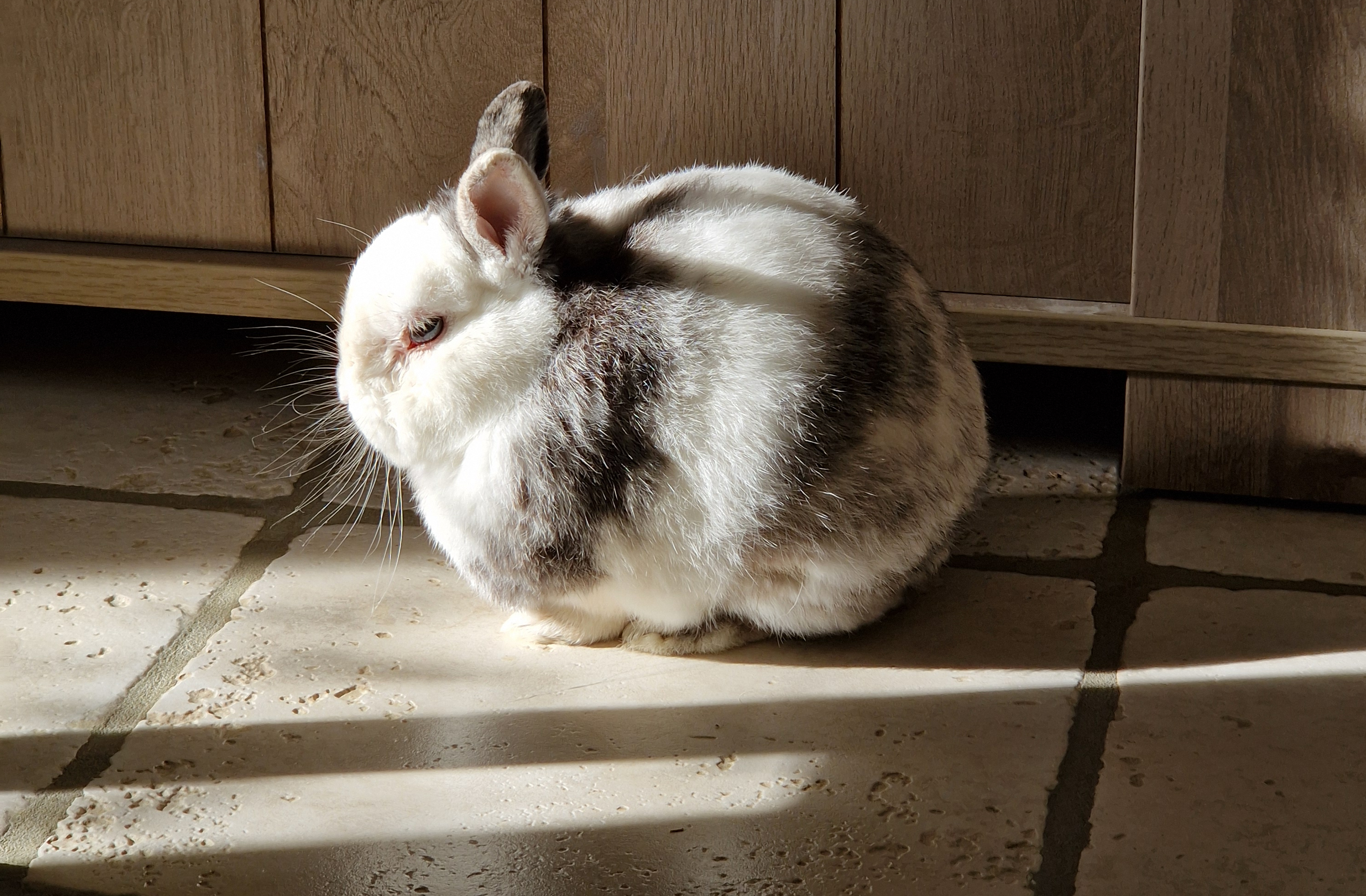 Service garde lapin 60 entre particuliers