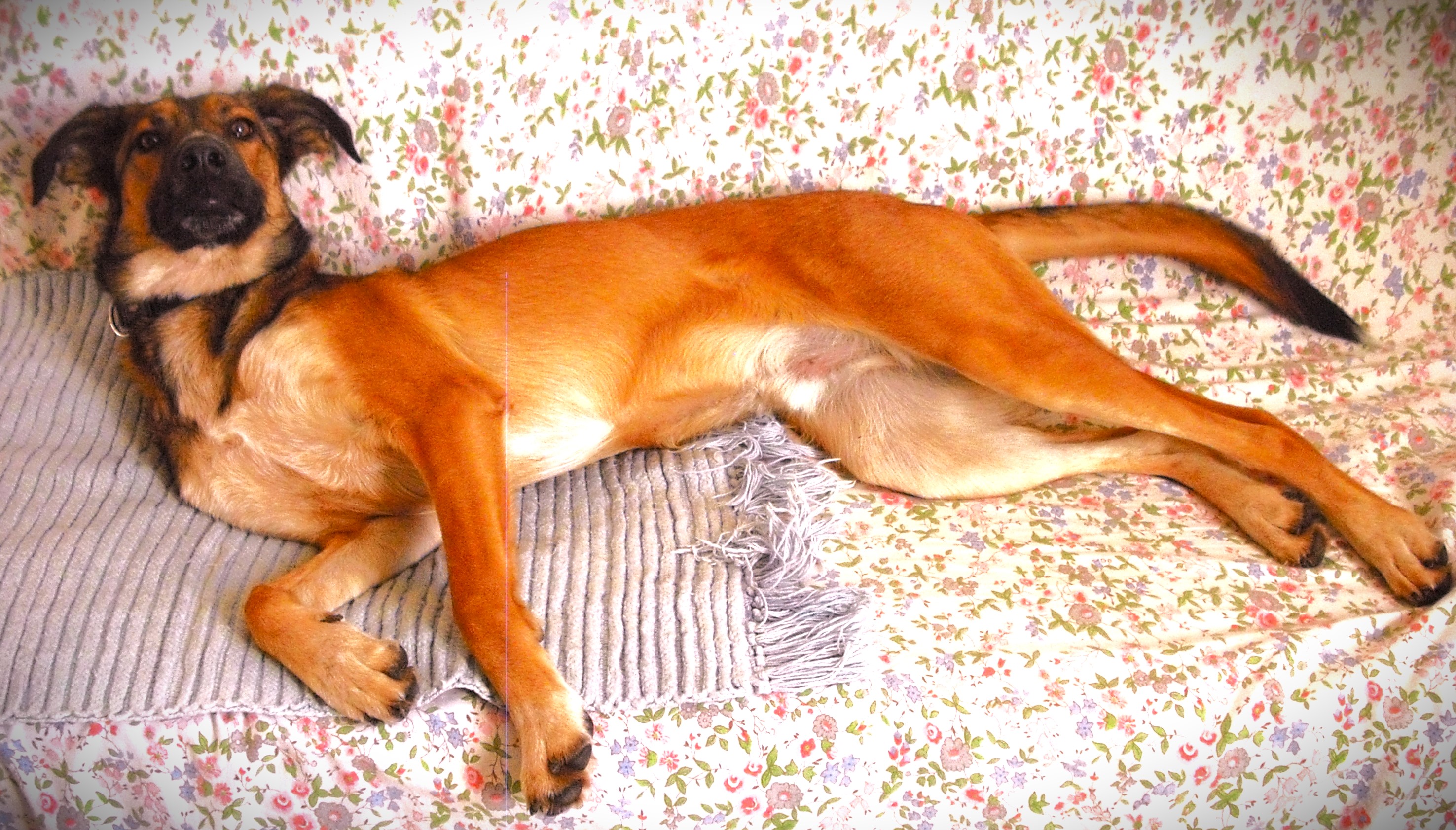 Service chien 47 entre particuliers