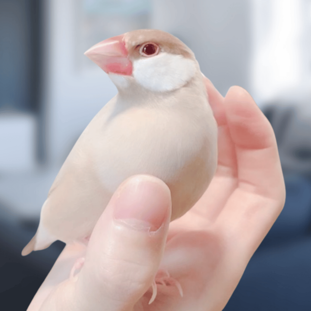 Service oiseaux 75 entre particuliers