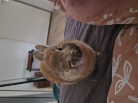 Service : garde lapin Service : garde lapin