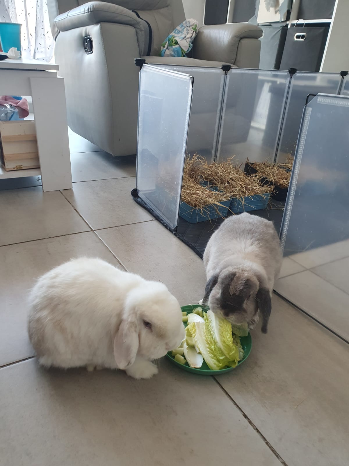 Service garde animaux 76 entre particuliers