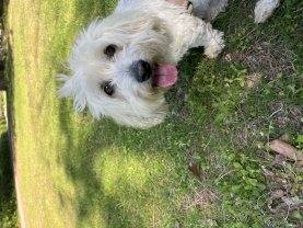 Service : promeneur chien