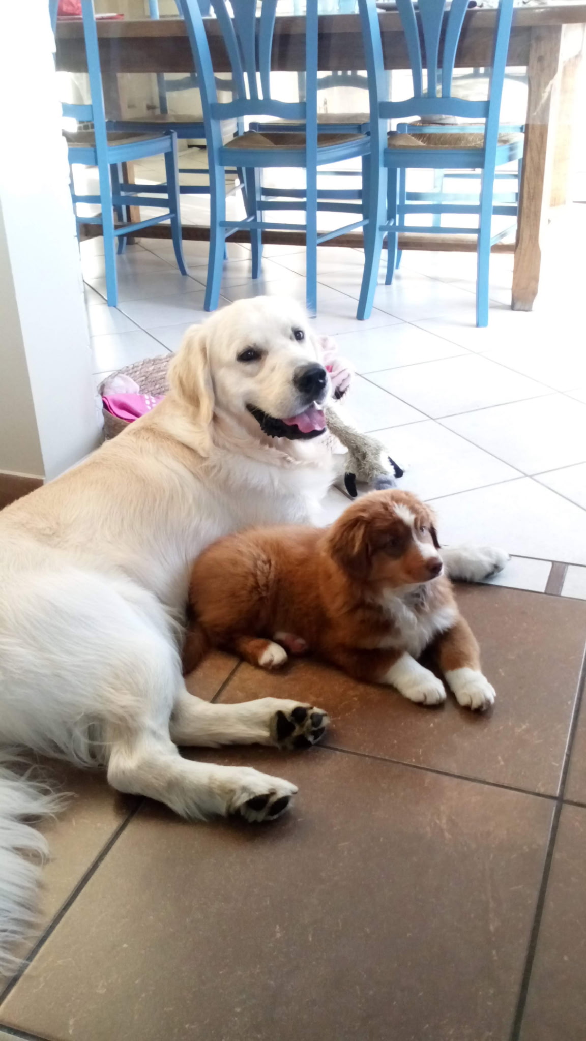 Service garde animaux 27 entre particuliers