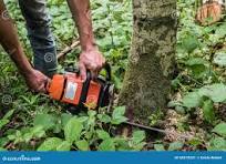 Service coupe de bois 44 entre particuliers