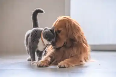 Service chien entre particuliers (13)